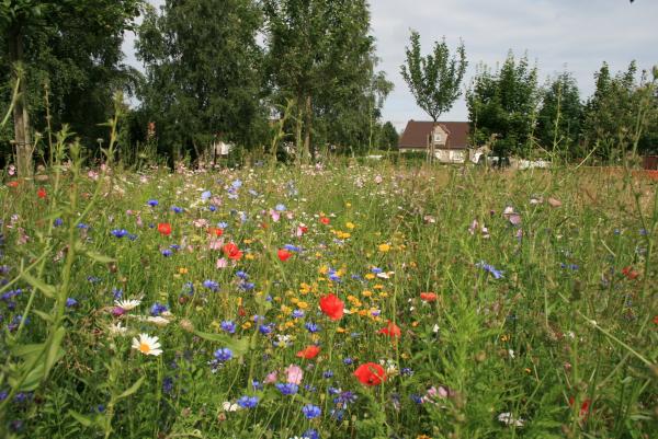 Prairie fleurie