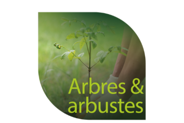 Formation arbres et arbustes