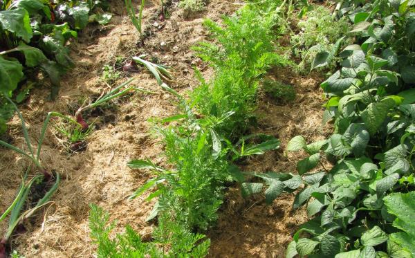potager