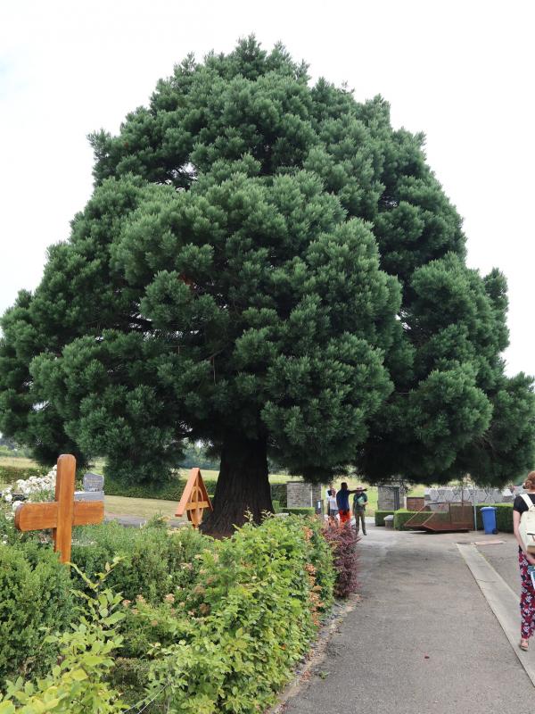 arbre remarquable