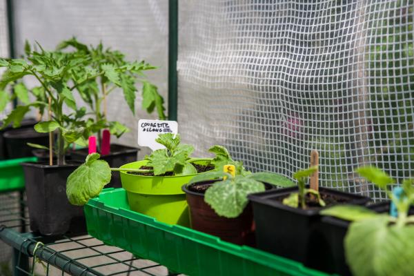 Potager: gare à vos semis!