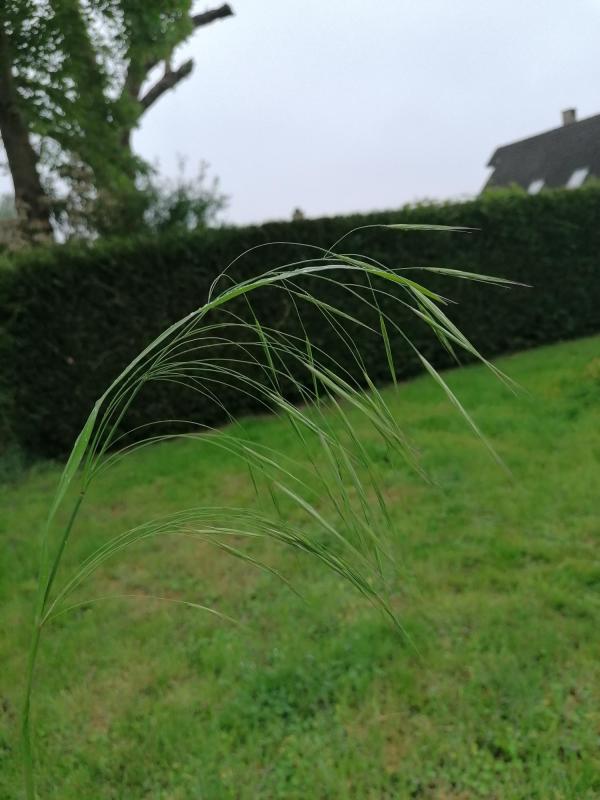 Brome
