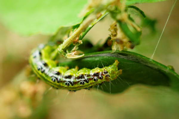 chenille pyrale buis