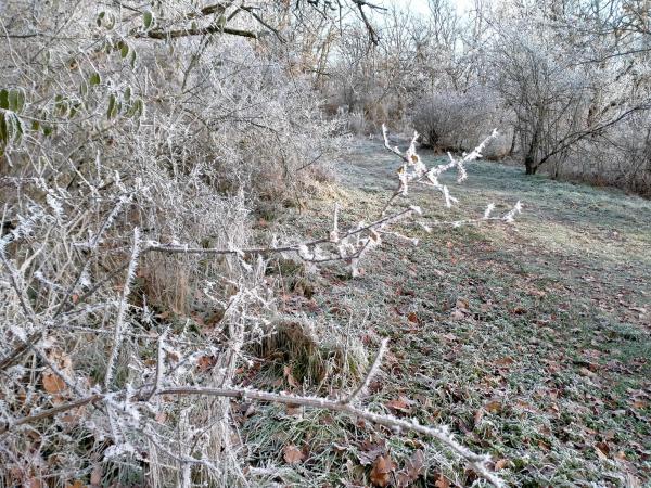 Jardin-hiver