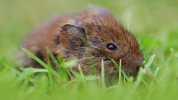 Komforauto - Les rongeurs sont mieux dans la nature que