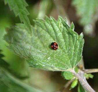 Ortie et coccinelle