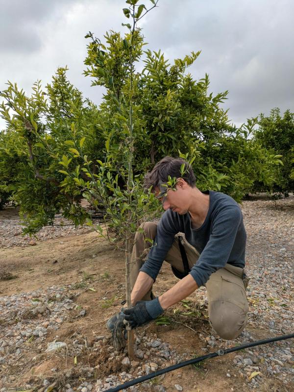 plantation d'un arbre