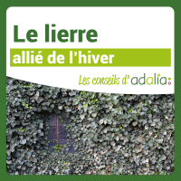 le lierre