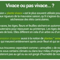 Encart dur les vivaces