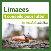Limaces-4-astuces