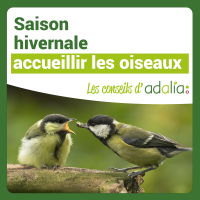 Accueillir-les-oiseaux-en-hiver