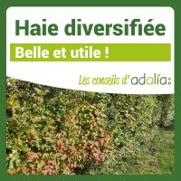 Haie-diversifiee