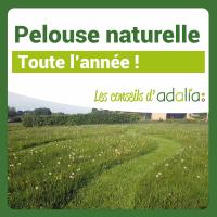 Pelouse-Naturelle-toute-lannee