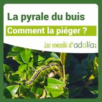 Pyrale-du-buis