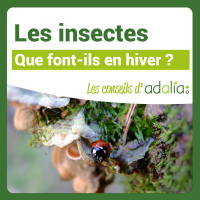 Que-font-les-insectes-en-hiver