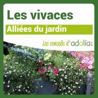 Les-vivaces-alliées-du-jardin
