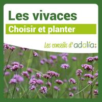 Vivaces-choisir-et-planter