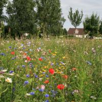 Prairie-Fleurie 