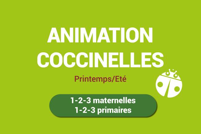 animation coccinelles
