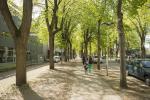 arbres