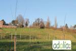 choix-et-la-plantation-d-arbres-fruitiers-et-de-haies-favorables-a-la-biodiversite-visite