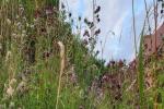 inventaire-ecologique-dun-espace-vert-amenagements-favorables-a-la-biodiversite