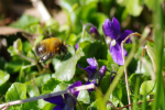 abeille sauvage