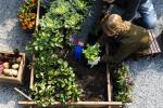 jardinage