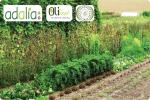 Conférence potager Oli'Vert Adalia 2.0