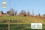 choix-et-plantation-darbres-fruitiers