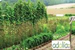 la-creation-dun-potager-et-la-gestion-au-fil-des-saisons-visite-de-terrain2