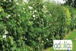 le-choix-et-la-plantation-de-haies-favorables-a-la-biodiversite