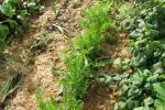potager